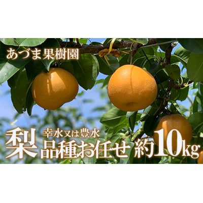 梨　品種おまかせ　(幸水又は豊水)約10kg【2025年発送】No.1769