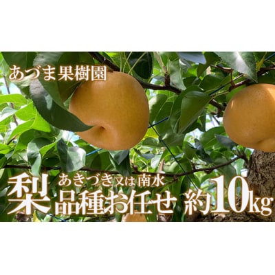梨　品種おまかせ　(あきづき又は南水)約10kg【2025年発送】No.1770