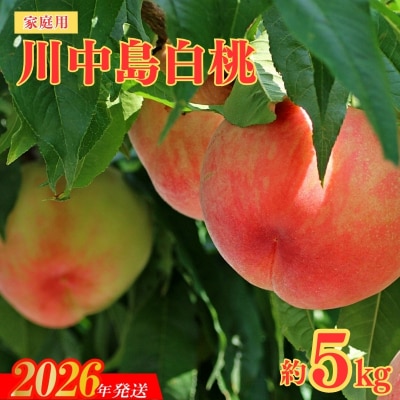 ̂@ƒp쒆@5kgy2026N@stzNo.2156