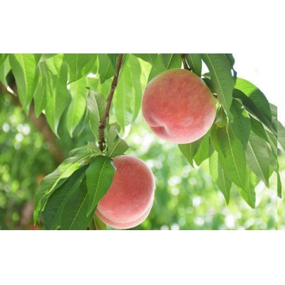  もも「あかつき」約1.5kg 化粧箱入【2025年発送】No.2218