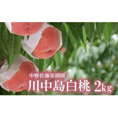  もも「川中島白桃」約2kg【2025年発送】No.2212