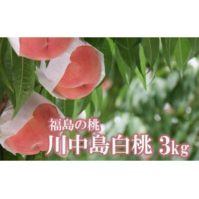  もも「川中島白桃」約3kg【2025年発送】No.2207