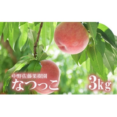  もも「なつっこ」約3kg【2025年発送】No.2208