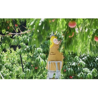  もも「なつっこ」約2kg【2026年発送 先行受付】No.2213