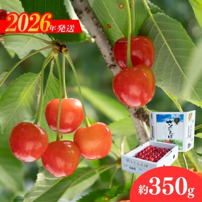 ヤマ考紺野果樹園 さくらんぼ 佐藤錦化粧箱入り350g【2026年発送　先行受付】No.2279
