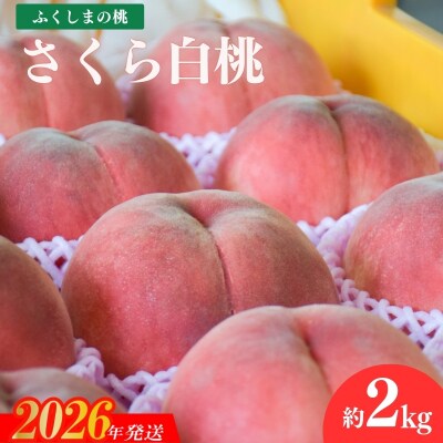 ヤマ考紺野果樹園 もも さくら白桃 約2kg【2026年発送　先行受付】No.2236