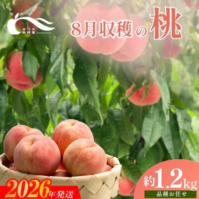 もも　8月収穫の桃　約1.2kg【2026年発送】No.2328
