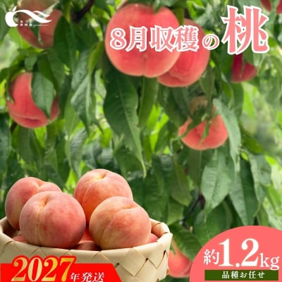 もも　8月収穫の桃　約1.2kg【2027年発送 先行予約】No.2328