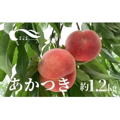 もも(あかつき約1.2kg)【2024年発送】No.2338