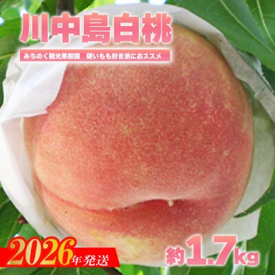 もも「川中島白桃」贈答用　約1.7kg【2026年発送　先行受付】No.2347