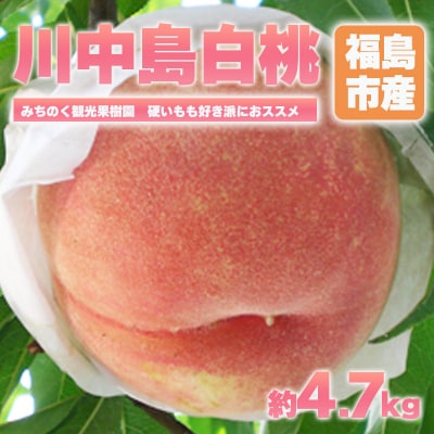 もも「川中島白桃」贈答用　約4.7kg【2025年発送】No.2349