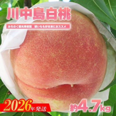 もも「川中島白桃」贈答用　約4.7kg【2026年発送　先行受付】No.2349