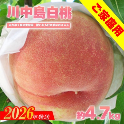 もも「川中島白桃」ご家庭用　約4.7kg【2026年発送　先行受付】No.2350