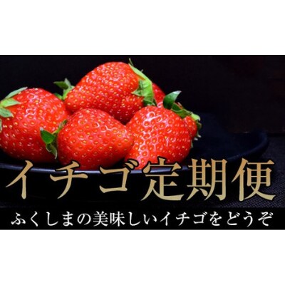 いちご定期便とちおとめ4P【全2回】【2025年発送】No.1434