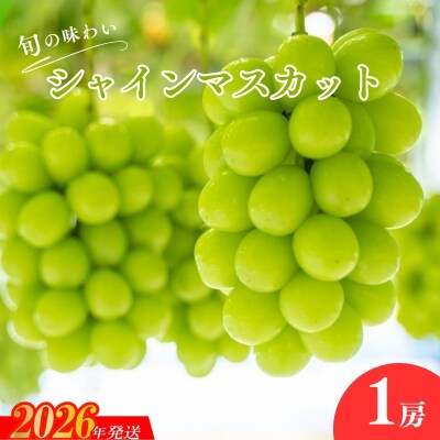 くるま農園　シャインマスカット(1房)【2026年発送　先行受付】No.2503