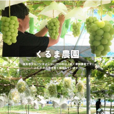 くるま農園　シャインマスカット(1房)【2026年発送　先行受付】No.2503