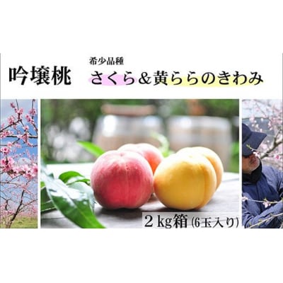 吟壌桃「さくら&黄ららのきわみ」約2kg【2025年発送】No.1523