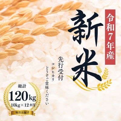 【令和7年産新米先行受付】大文字屋米穀店【定期便12回】コシヒカリ 10kg　精米　No.2497