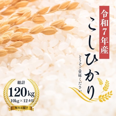 【令和7年産】大文字屋米穀店【定期便12回】コシヒカリ 10kg　精米　No.2497