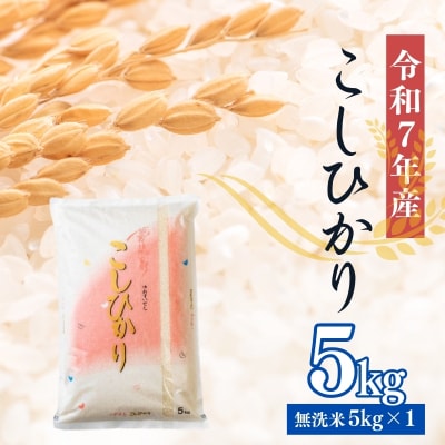 大文字屋米穀店【令和7年産】コシヒカリ精米(無洗米)1等米 5kgNo.2500