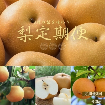 梨の3品種定期便【2025年発送】No.2535