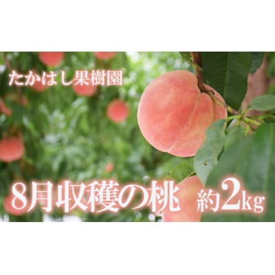 たかはし果樹園の桃　8月収穫約2kg【2025年発送】No.2531