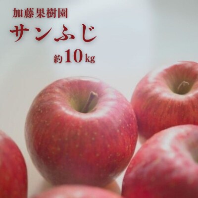 加藤果樹園　サンふじ 約10kg 【2025年度発送】 No.2532