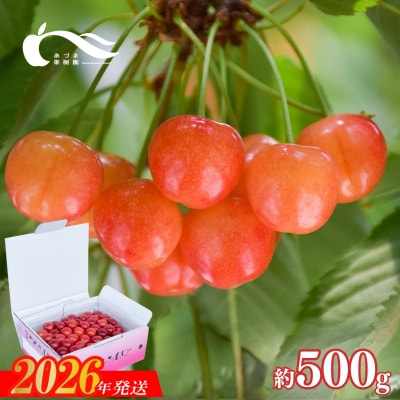 さくらんぼ(佐藤錦又は紅秀峰500g)【2026年発送】No.2335