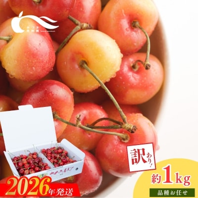 さくらんぼ佐藤錦又は紅秀峰1kgバラ詰め(S～L玉混合)【2026年発送】No.2336