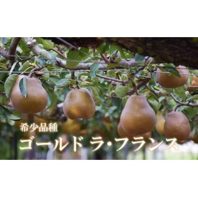 ヤマ孝紺野果樹園ゴールド ラフランス 約3kg【2025年発送】No.2233