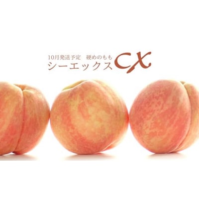希少品種CX/シ-エックス 約5kg【2025年発送】No.2581