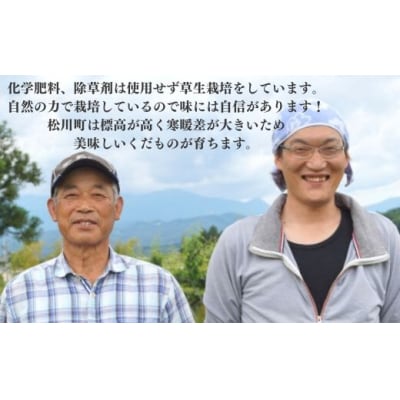 りんご　シナノスイート　約3kg【2025年度発送】 No.2605