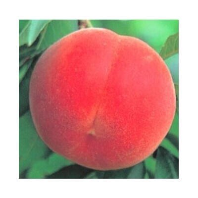 ふくしまのもも 瑞穂(みずほ)約1.7kg【2025年発送】No.2627