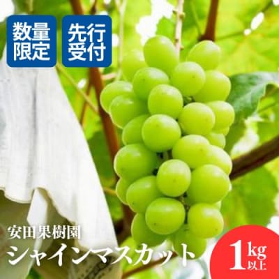 ぶどう　シャインマスカット1kg以上【2025年発送】No.2609