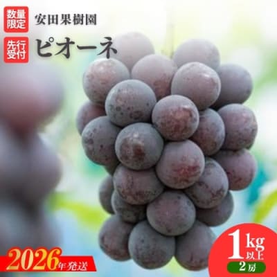 ぶどう ピオーネ約1kg以上【2026年発送 先行受付】No.2610
