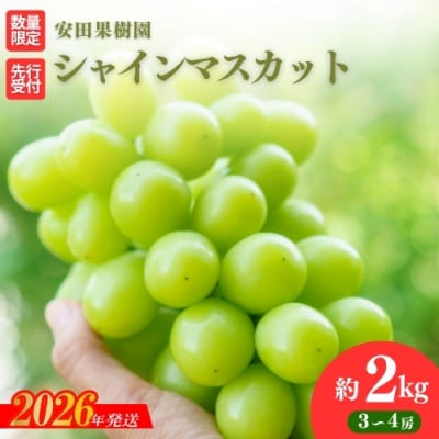 ぶどう　シャインマスカット約2kg【2026年発送 先行受付】No.2613