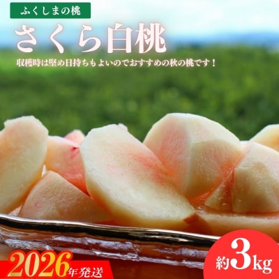 福島の桃「さくら白桃」約3kg【2026年発送 先行受付】No.2640