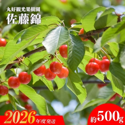 さくらんぼ「佐藤錦」約500g(Lサイズ)【2026年発送】No.2714