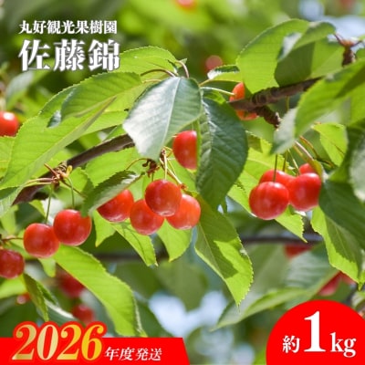  さくらんぼ「佐藤錦」約1kg(Lサイズ)【2026年発送】No.2715