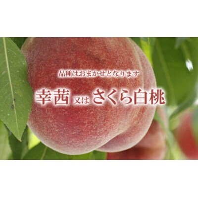 福島桃シーズン最後の桃　晩成桃　約3kg【2025年発送分】No.2689