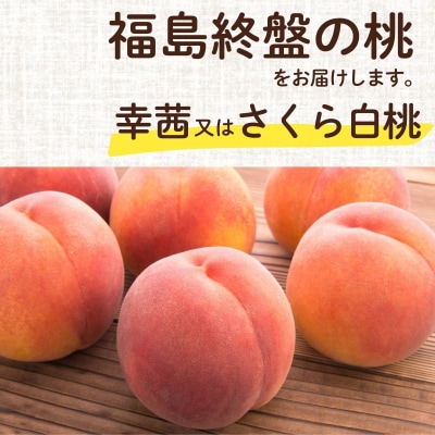 福島 シーズン最後の桃『晩成桃』約3kg【2027年発送　先行受付】No.2689