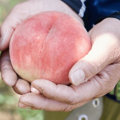 福島市産　川中島白桃　約2kg【2026年発送 先行受付】No.2723