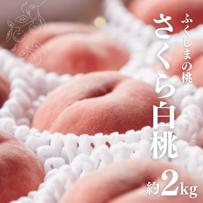福島市産　さくら白桃　約2kg【2025年発送】No.2724