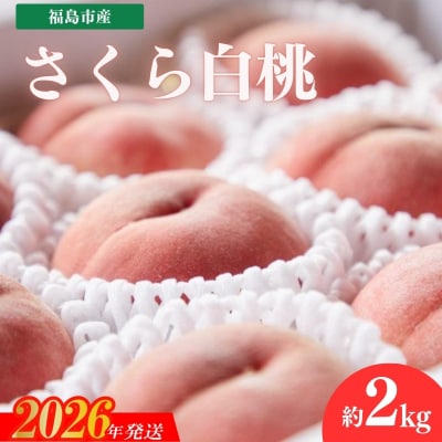 福島市産　さくら白桃　約2kg【2026年発送 先行受付】No.2724