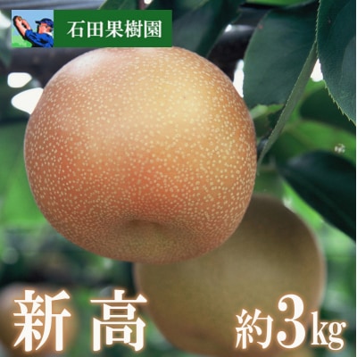 梨　新高　3kg【2025年発送】No.2738