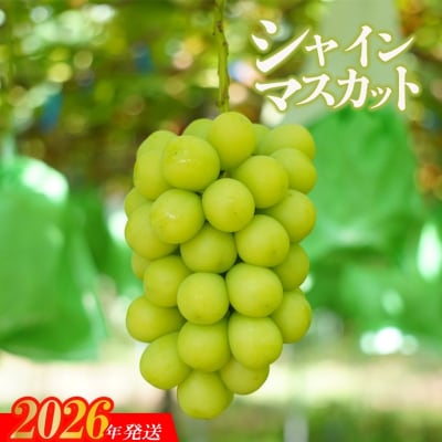 ぶどう「シャインマスカット」1房 化粧箱入【2026年12月発送】No.2741
