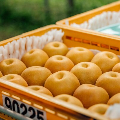 旬の特選梨 豊水3kg【2026年発送　先行受付】No.2781