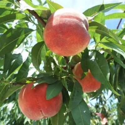 福島のもも「あかつきネオ」約2kg【2025年発送】No.2783