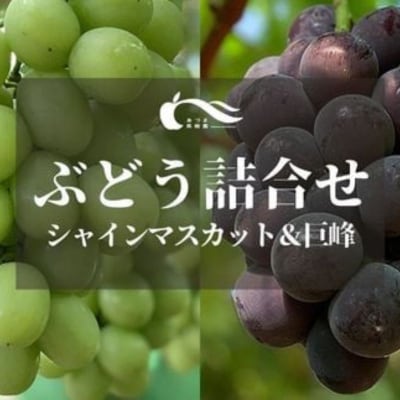ぶどう(巨峰・シャインマスカット詰合せ)約1kg【2025年発送】No.2784
