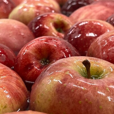 ふくしまシードル飲み比べセットNo.2857